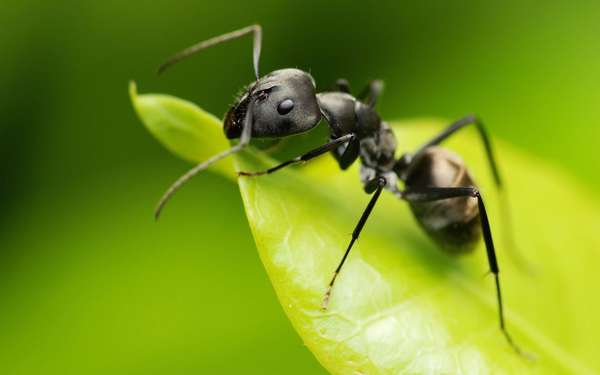 Большие черные муравьи польза или вред