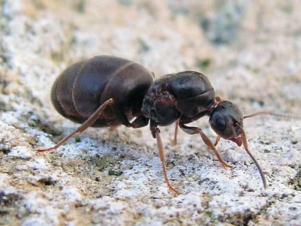 Большие черные муравьи польза или вред
