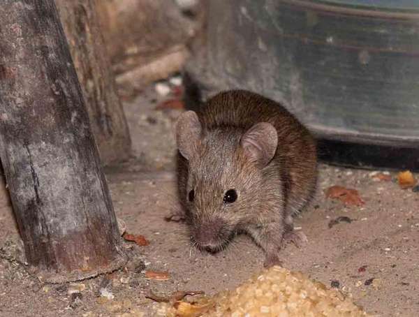  отрава для мышей: виды и особенности применения, отзывы .