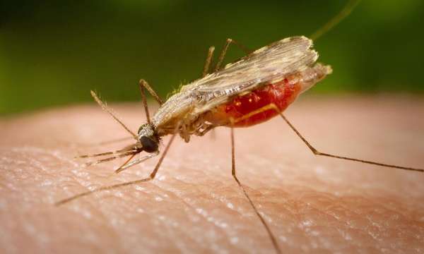 Вся правда о малярийных комарах — опасны или нет |