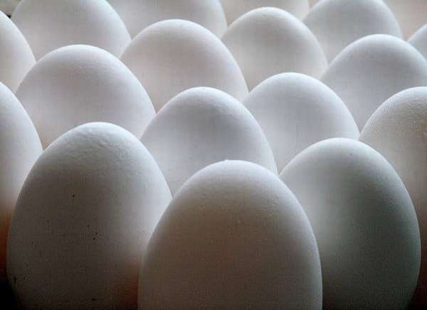 Правильное хранение яиц для инкубации