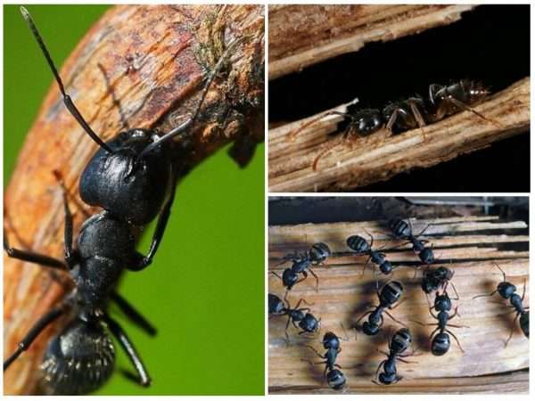 Большой черный муравей вред или польза