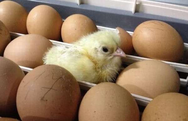 Правильное хранение яиц для инкубации