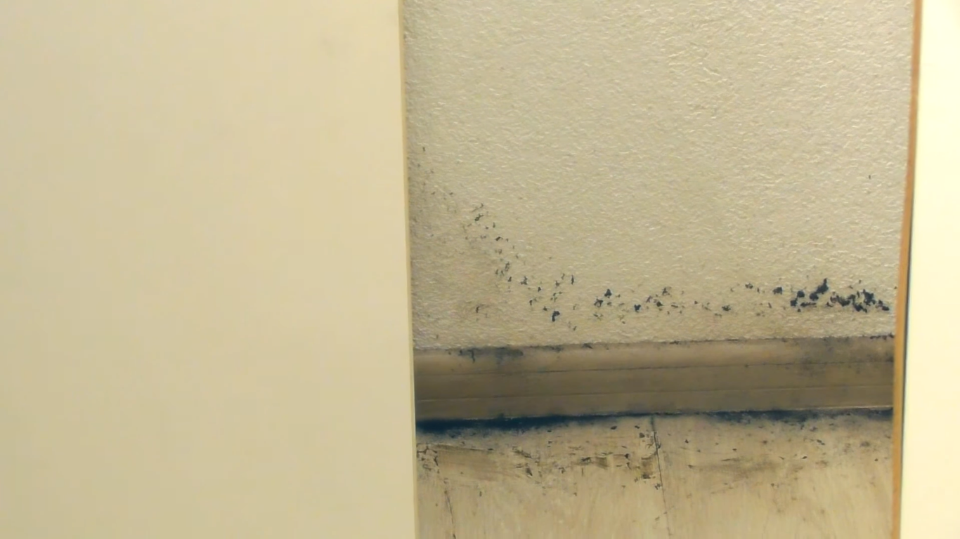 Так выглядит плесень на стене в квартире.